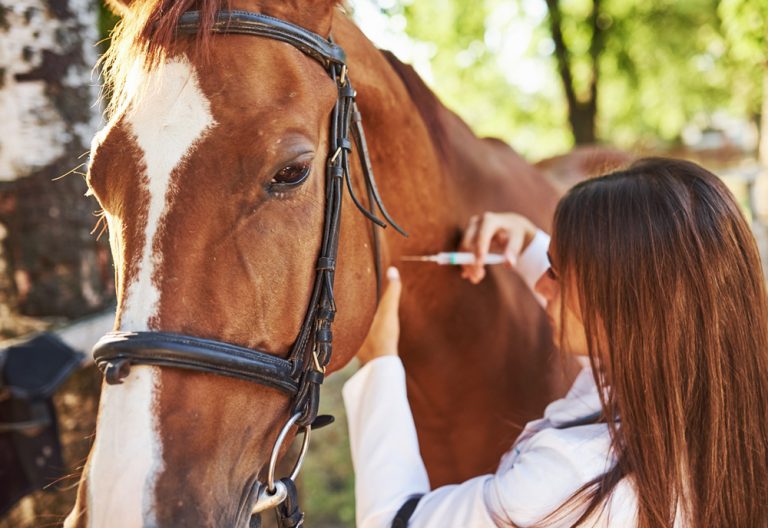 Making an injection. Female vet examining horse outdoors at the farm. (Adobe Stock │ #301226339 - standret)