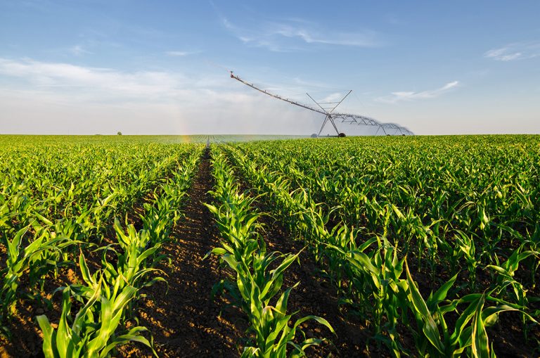 Agricultural irrigation system watering corn field. (Adobe Stock │ #85544358 - Solid photos)