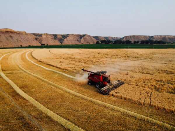 Excellent wheat combined with a pickup header by Loma, Montana.