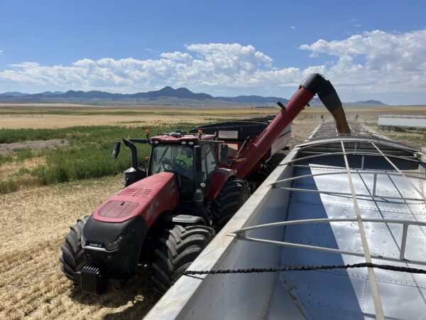 Haden loading a train by Highwood, Montana.