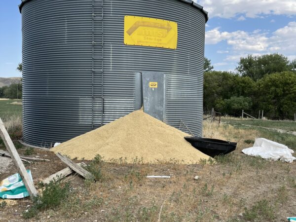 Barley spilling from a bin we were loading.