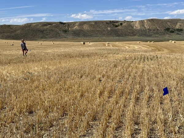Zoey searching for beads in the Barley field by the Missouri River.