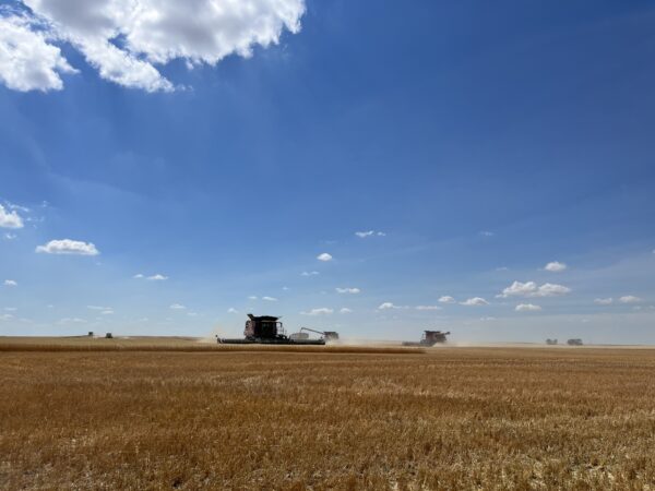 Five combines working on Durum by Plentywood, Montana.