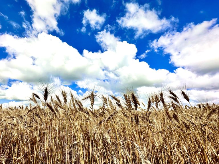 All Aboard Harvest