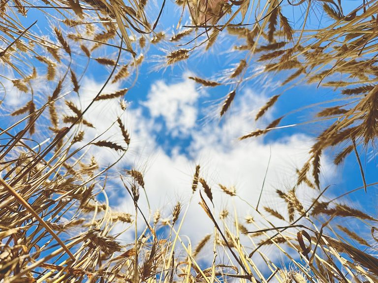 All Aboard Harvest