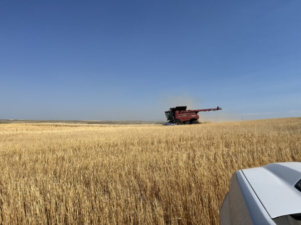 Stripping durum by Fortuna. 