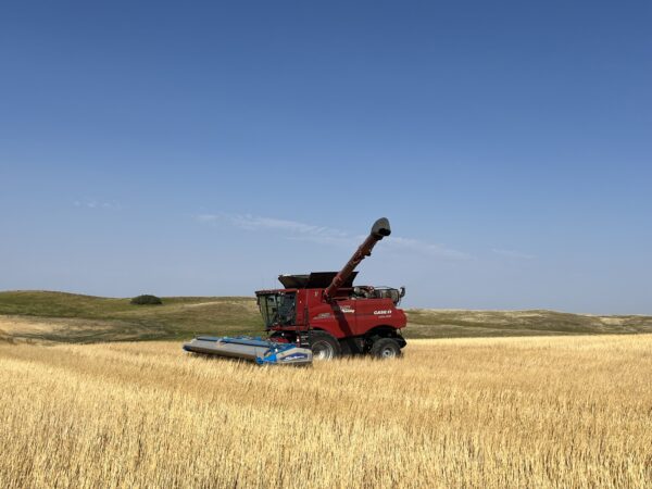 Cameron is ready to unload and grab his supper. It's nice and green around, a sight we haven't seen for awhile. 