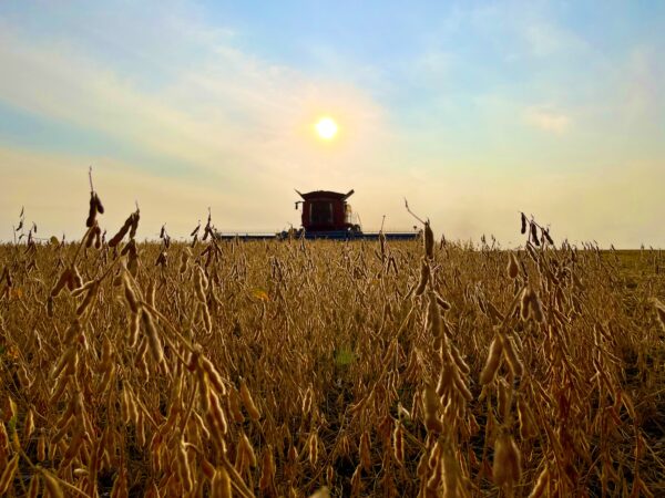 Combining early beans by Round Lake, Minnesota.