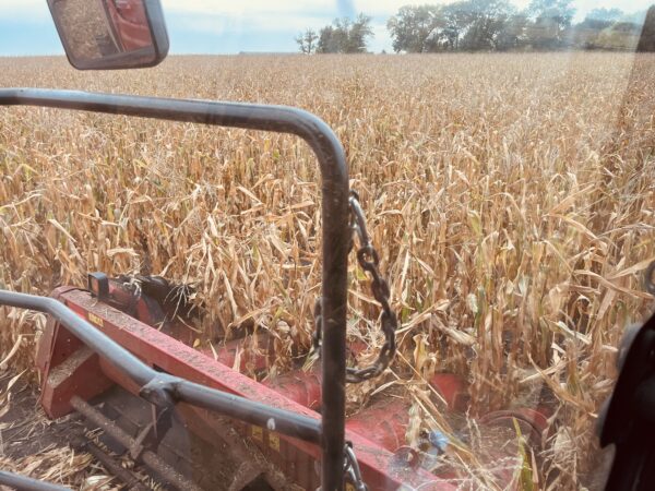 Conventional corn by Elkton, South Dakota is running around 21 percent moisture.