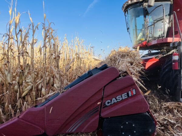 Combining corn by Round Lake, Minnesota. 