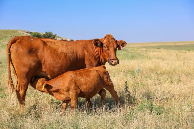 514CattleMarkets