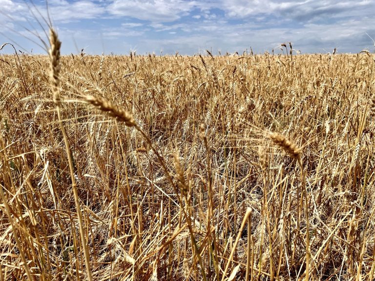 All Aboard Harvest