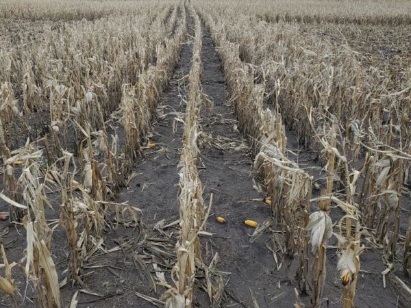 Roscoe, SD Photo by Patrick Gomon