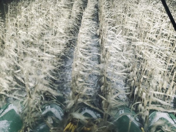 Photo by Patrick Gomon