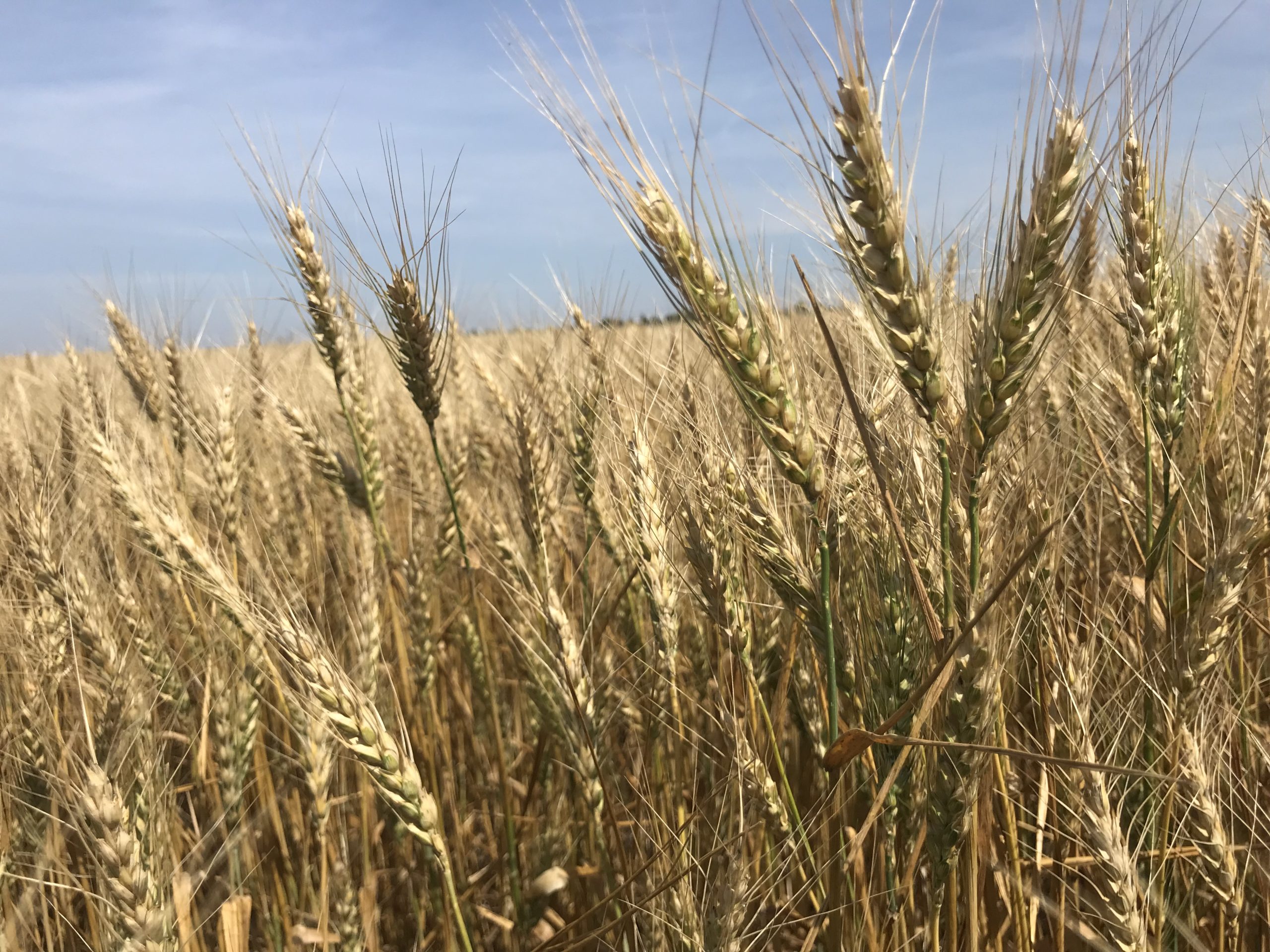 All Aboard Harvest