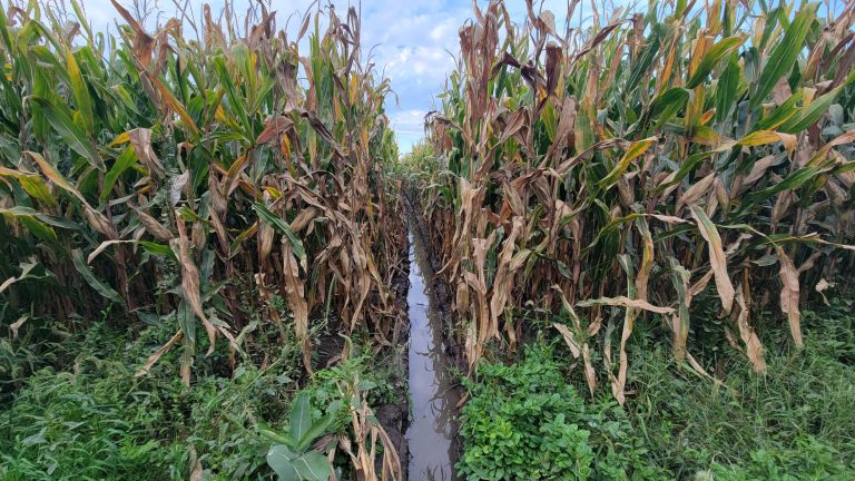 All Aboard Harvest