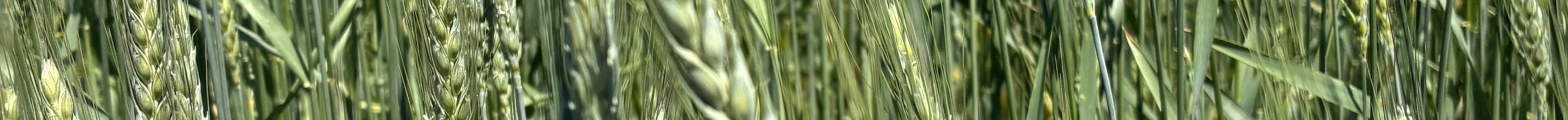 Journal photo by Dave Bergmeier.