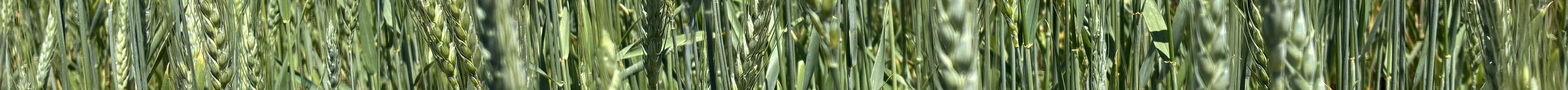 Southwest Kansas farmers are among those waiting for wheat harvest to begin. (Journal photo by Dave Bergmeier.)