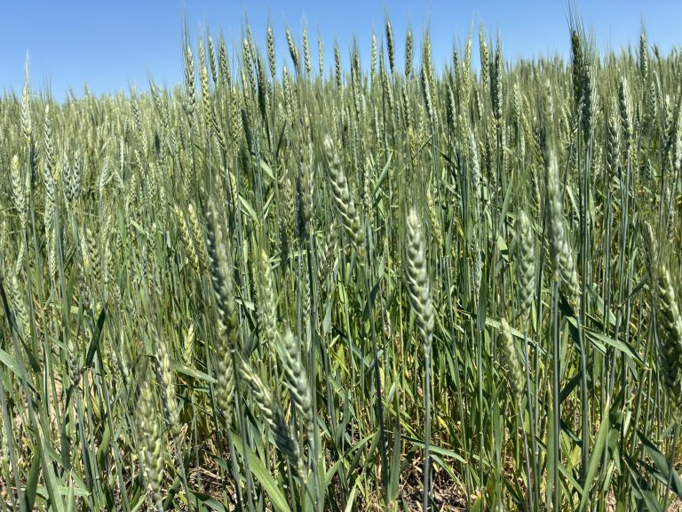 Southwest Kansas farmers are among those waiting for wheat harvest to begin. (Journal photo by Dave Bergmeier.)