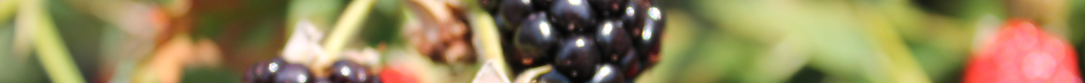 Photo courtesy of University of Arkansas.