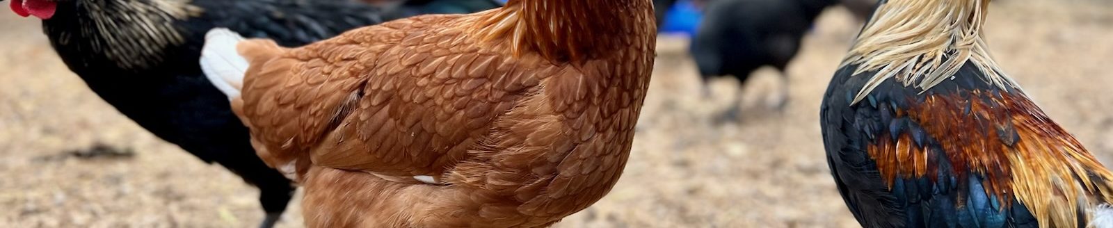 Chick flock at No Rulz Ranch (No Rulz Ranch)