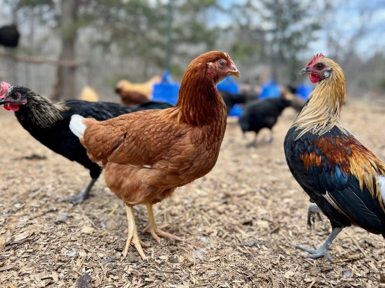 Chick flock at No Rulz Ranch (No Rulz Ranch)