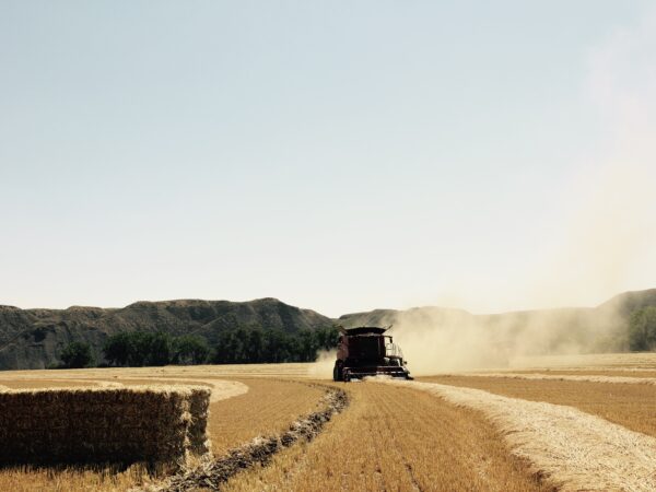 Picking up Barley between Loma and Fort Benton, Montana.