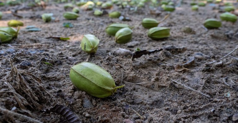 Oklahoma State University Extension specialists and industry experts will collaborate and share the latest research-based information about the pecan industry at the 2025 Oklahoma Pecan Growers Association Annual Convention and Trade Show slated June 5-7. (Photo by Mitchell Alcala, OSU Agriculture)