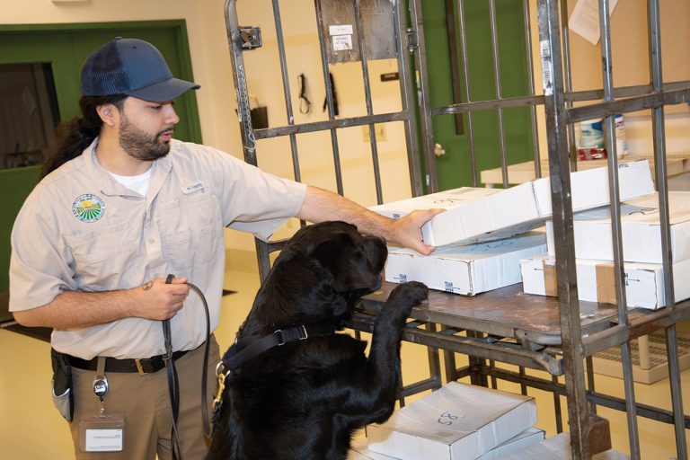 Detector dog (United States Department of Agriculture)