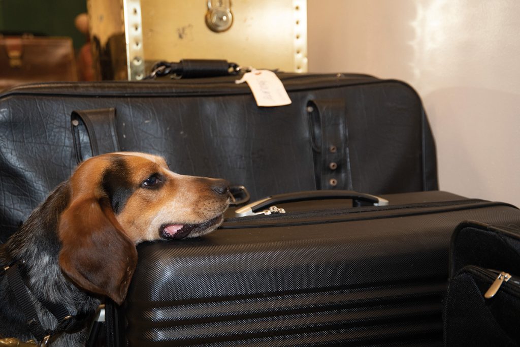 Detector dog sniffing luggage (United States Department of Agriculture)