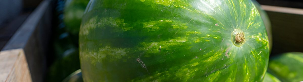 Watermelons are a summertime tradition. Seasonal demand typically peaks around Fourth of July, and Texas producers continue to harvest the fruit. (Michael Miller/Texas A&M AgriLife)