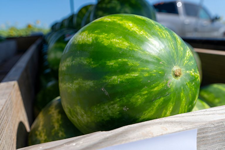 Watermelons are a summertime tradition. Seasonal demand typically peaks around Fourth of July, and Texas producers continue to harvest the fruit. (Michael Miller/Texas A&M AgriLife)