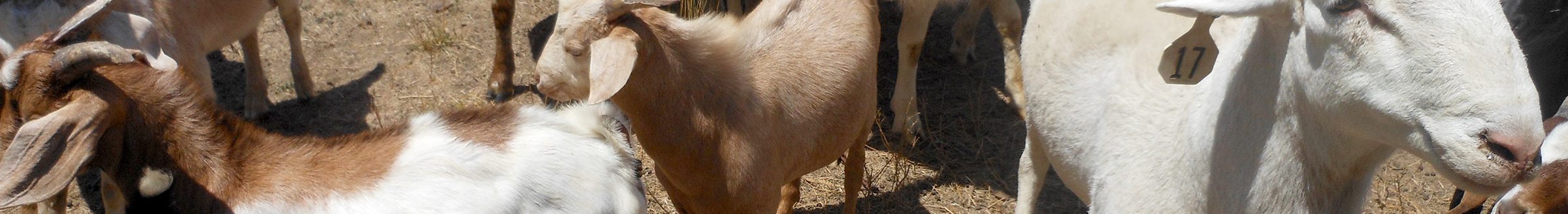 A new publication looks at forage management to control parasites in small ruminants. (Photo courtesy of David Brown.)