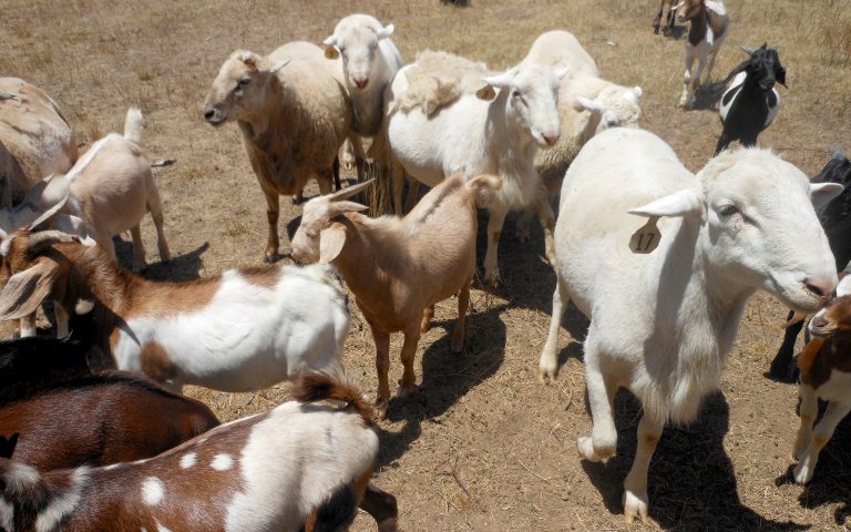 A new publication looks at forage management to control parasites in small ruminants. (Photo courtesy of David Brown.)