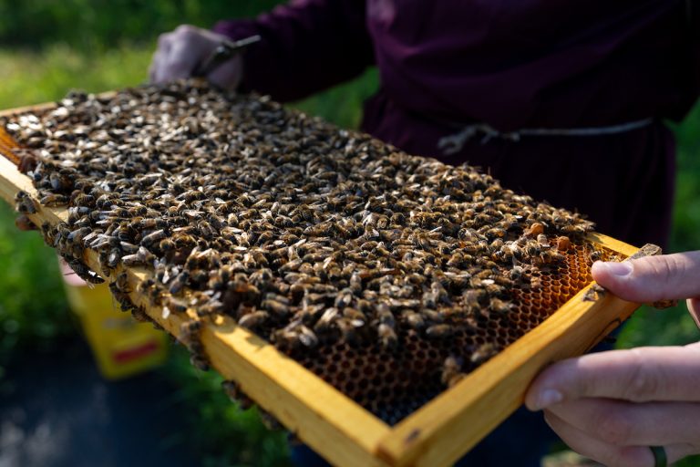 Expansion of AgriLife Extension’s beekeeping program has been an effort supported by the Texas Legislature and the Texas Beekeepers Association to meet the growing demand for science-based knowledge, instruction and resources that serves backyard beekeepers to commercial pollinator and honey production operations statewide. (Michael Miller/Texas A&M AgriLife)