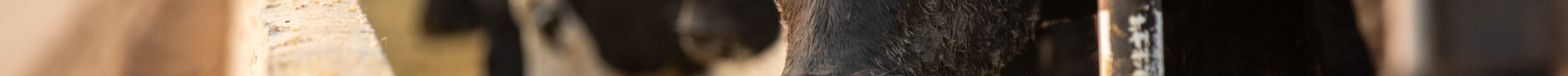 Extra days on feed means heavier carcass weights and also plays a part in rising numbers of Choice and Prime carcasses. (Courtesy photo.)