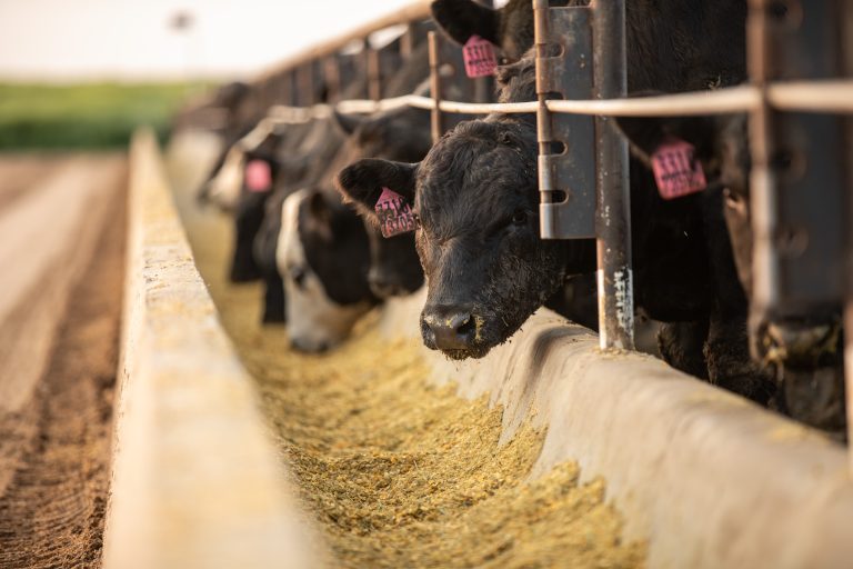 Extra days on feed means heavier carcass weights and also plays a part in rising numbers of Choice and Prime carcasses. (Courtesy photo.)