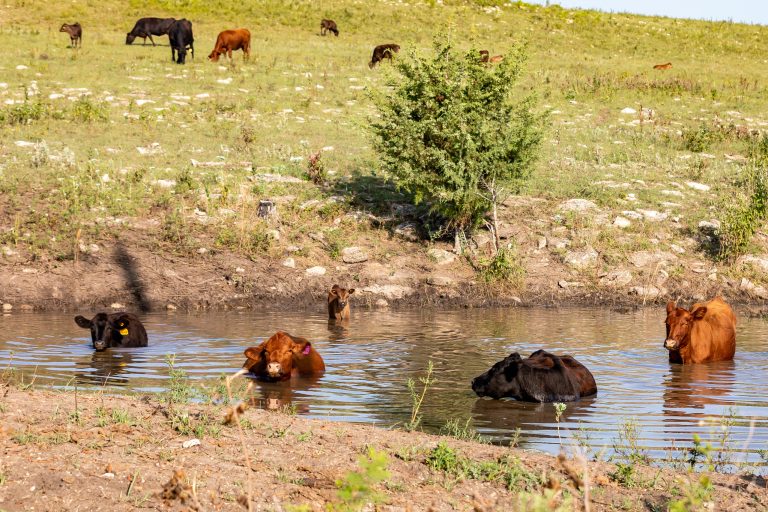 Westy beef cattle (Kansas State University Beef Cattle Institute)