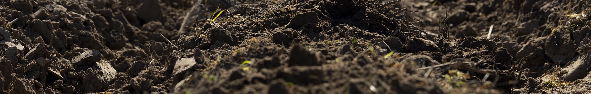 SOIL FERTILITY — The annual Wayne E. Sabbe Arkansas Soil Fertility Studies publication guides nutrient management recommendations to improve soil health and crop yield. (U of A System Division of Agriculture photo)