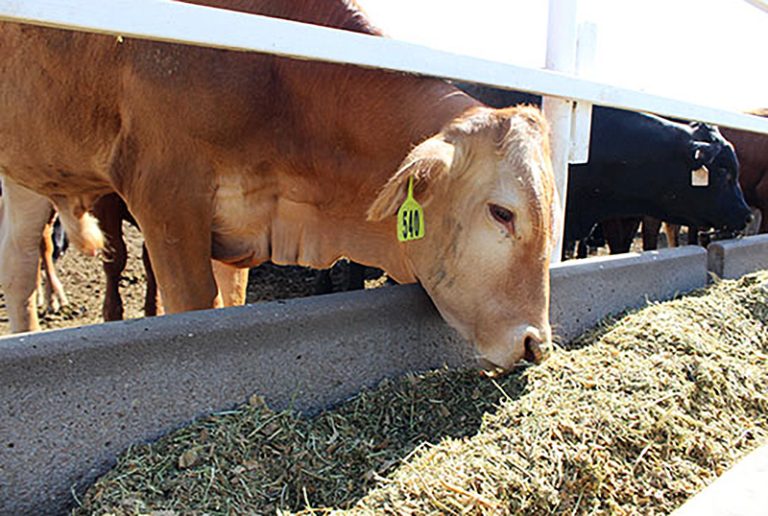 K-State researchers are studying the connection between pain and the pace at which cattle eat. (K-State Research and Extension news service)
