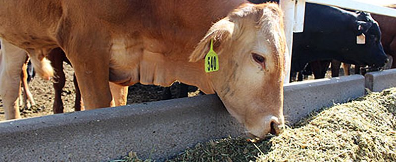 K-State researchers are studying the connection between pain and the pace at which cattle eat. (K-State Research and Extension news service)