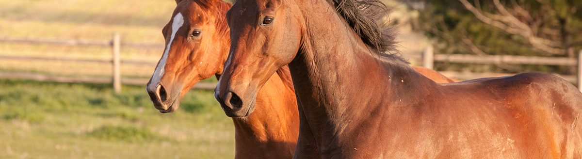 Two Thoroughbred horses galloping in a field. (Adobe Stock │ #112217839 - Margaret Burlingham)