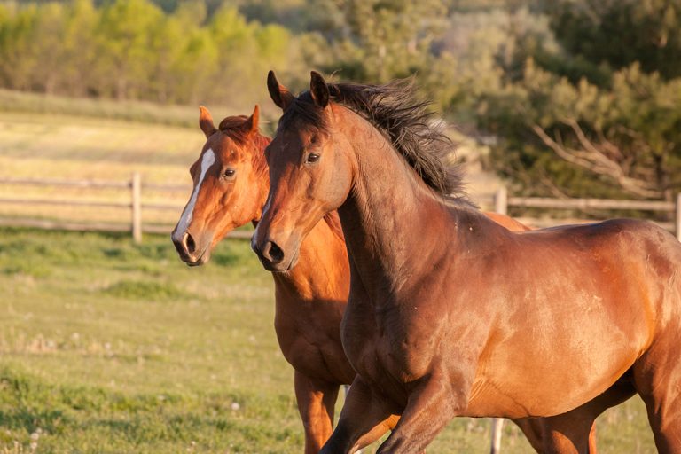 Two Thoroughbred horses galloping in a field. (Adobe Stock │ #112217839 - Margaret Burlingham)