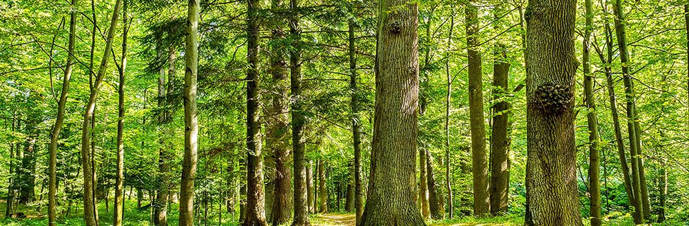 Forest trees. (Adobe Stock │ #286649580 - sosiukin)