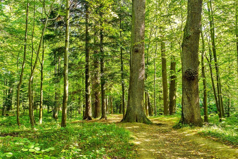 Forest trees. (Adobe Stock │ #286649580 - sosiukin)