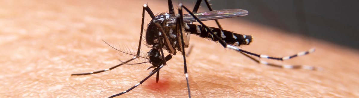 Striped mosquito eating blood on human skin. (Adobe Stock │ #306185088 - witsawat)