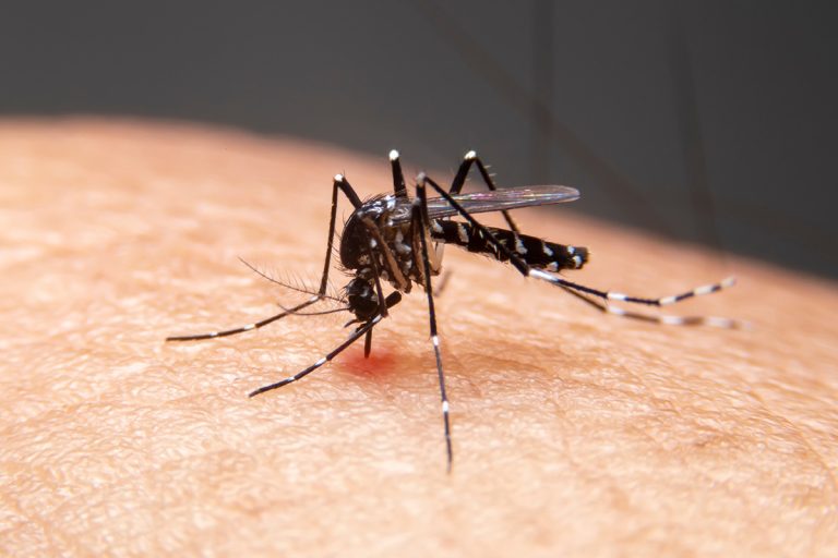 Striped mosquito eating blood on human skin. (Adobe Stock │ #306185088 - witsawat)