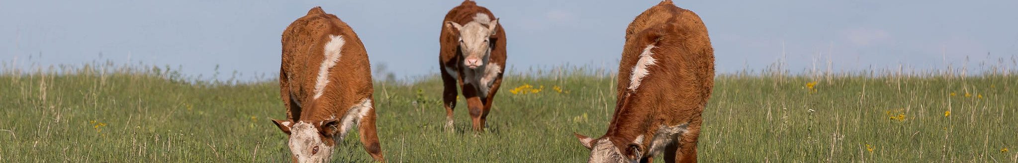 Hereford calves on a fresh green pasture. (K-State Research and Extension news service)