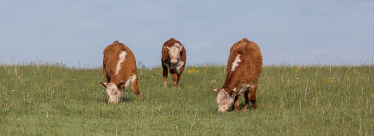 Hereford calves on a fresh green pasture. (K-State Research and Extension news service)