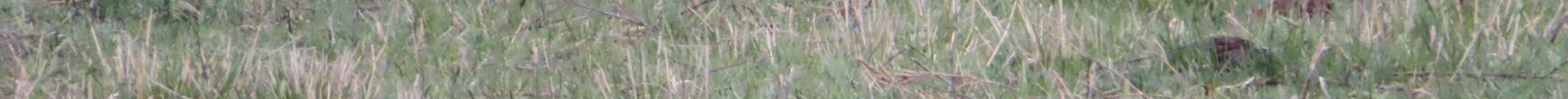 Lesser prairie-chickens during a lek in April on the Gardiner Angus Ranch, Ashland, Kansas. (Photo courtesy of Michael Smith.)